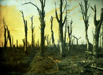 Bäume, die während der Schlacht zerstört wurden, Chaulnes, Somme, Frankreich, 1917